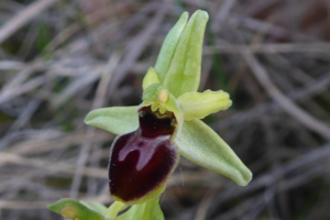 Photo de Ophrys aranifera - (2019-04-24) © ROUX Alain