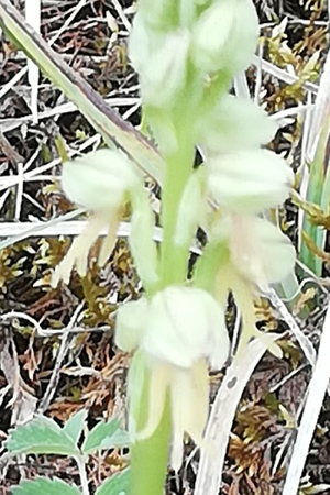 Photo de Orchis anthropophora - (2019-04-27) © GUICHERD Grégory