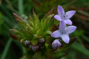Photo de Sherardia arvensis - (2019-05-07) © ROUX Alain