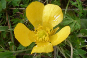 Photo de Ranunculus paludosus - (2019-05-07) © ROUX Alain