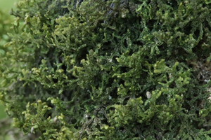 Photo de Porella platyphylla - (2018-10-13) © GEOFFROY Sabine