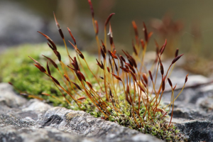 Photo de Tortula muralis - (2018-04-01) © GEOFFROY Sabine