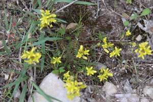 Photo de Sisymbrella aspera - (2019-05-07) &copy; GEOFFROY Sabine