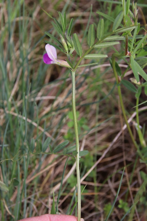 Photo de Vicia angustifolia - (2019-05-07) © GEOFFROY Sabine