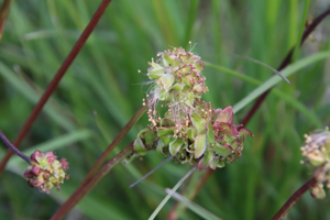 Photo de Poterium sanguisorba - (2019-05-07) © GEOFFROY Sabine