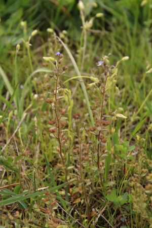 Photo de Veronica arvensis - (2019-05-07) © GEOFFROY Sabine