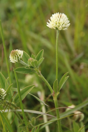 Photo de Trifolium montanum - (2019-05-07) © GEOFFROY Sabine