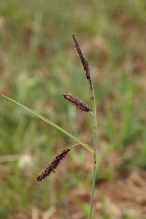 Photo de Carex flacca - (2019-05-07) © GEOFFROY Sabine