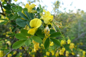 Photo de Hippocrepis emerus - (2019-04-24) © ROUX Alain