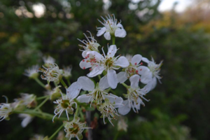 Photo de Prunus mahaleb - (2019-04-24) © ROUX Alain