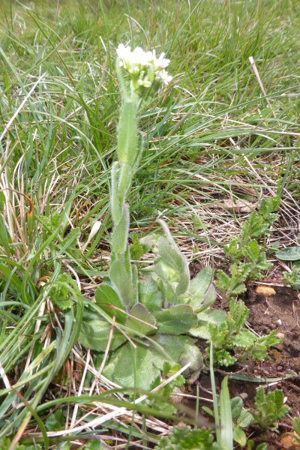 Photo de Arabis hirsuta - (2019-04-27) © ROUX Alain