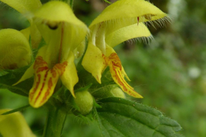 Photo de Lamium galeobdolon - (2019-04-22) © ROUX Alain