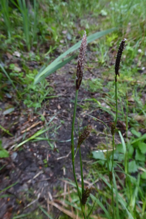 Photo de Carex distans - (2019-04-27) © ROUX Alain