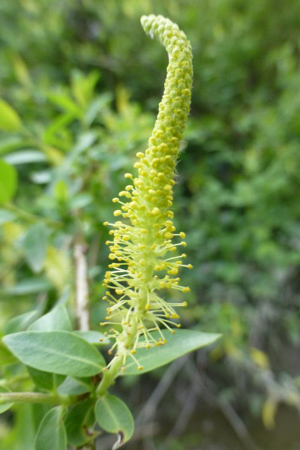 Photo de Salix triandra - (2013-04-15) © ROUX Alain