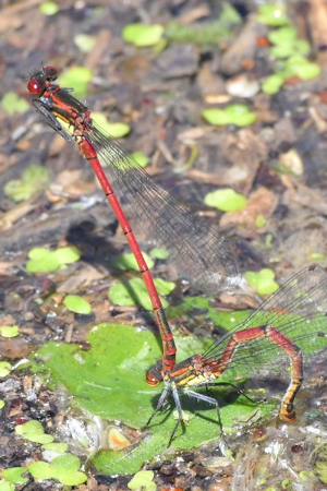 Photo de Pyrrhosoma nymphula - (2019-05-14) © THOMAS-BILLOT Jean-Jacques
