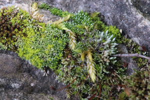 Photo de Bryum argenteum - (2018-04-01) © GEOFFROY Sabine