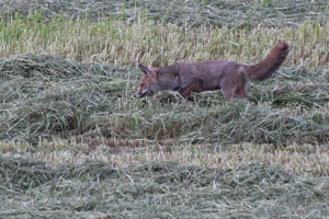 Photo de Vulpes vulpes - (2019-05-14) © THOMAS-BILLOT Jean-Jacques