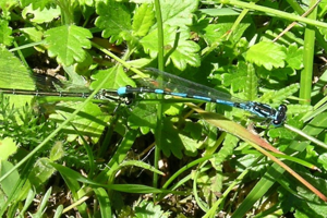 Photo de Coenagrion pulchellum - (2006-05-24) © GRANGIER Christophe