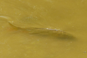 Photo de Cyprinus carpio - (2017-07-28) © GRANGIER Christophe