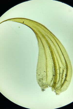 Photo de Palustriella commutata - (2018-05-17) © GEOFFROY Sabine