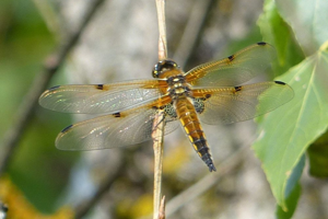Photo de Libellula quadrimaculata - (2017-05-22) © GRANGIER Christophe