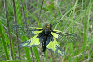 Photo de Libelloides coccajus - (2006-05-05) © GRANGIER Christophe