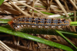 Photo de Euthrix potatoria - (2019-04-27) © ROUX Alain