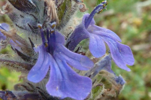 Photo de Ajuga genevensis - (2019-05-25) © ROUX Alain