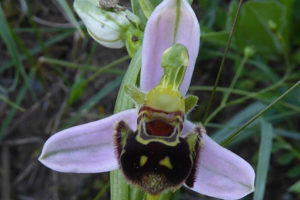 Photo de Ophrys apifera - (2019-05-26) © ROUX Alain