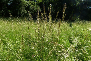 Photo de Arrhenatherum elatius - (2019-05-26) © ROUX Alain