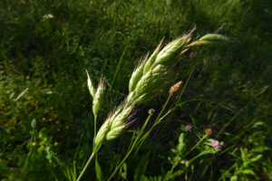 Photo de Bromus hordeaceus - (2019-05-26) © ROUX Alain