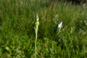 Photo de Linum usitatissimum - (2019-05-26) © ROUX Alain