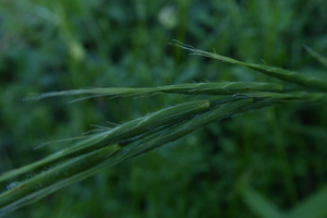 Photo de Brachypodium sylvaticum - (2019-05-26) © ROUX Alain