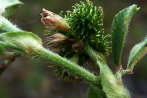 Photo de Medicago minima - (2019-05-25) © ROUX Alain