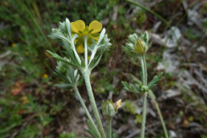 Photo de Potentilla argentea - (2019-05-25) © ROUX Alain