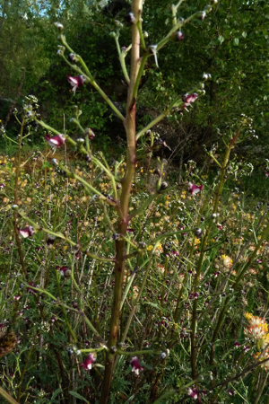 Photo de Scrophularia canina - (2019-05-25) © ROUX Alain