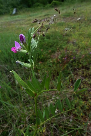 Photo de Vicia segetalis - (2019-05-25) © ROUX Alain