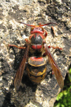 Photo de Vespa crabro - (2007-06-13) © GRANGIER Christophe