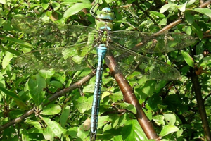 Photo de Anax imperator - (2006-07-14) © GRANGIER Christophe