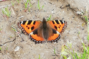 Photo de Aglais urticae - (2019-05-19) © BARGE Anaëlle