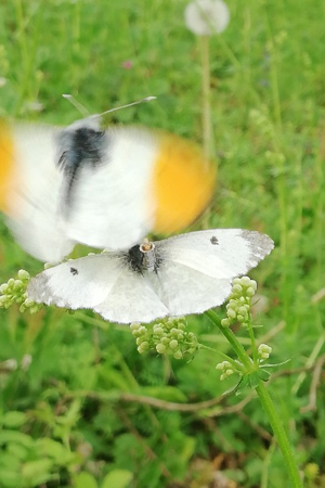 Photo de Anthocharis cardamines - (2019-04-20) © BARGE Anaëlle
