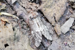 Photo de Drymonia ruficornis - (2019-05-24) © BARGE Anaëlle