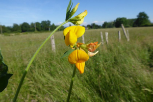 Photo de Lotus pedunculatus - (2019-06-01) © ROUX Alain