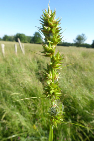Photo de Carex otrubae - (2019-06-01) © ROUX Alain