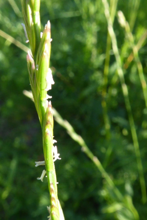 Photo de Lolium perenne - (2019-06-01) © ROUX Alain