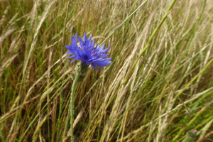 Photo de Cyanus segetum - (2019-06-05) © ROUX Alain