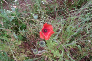 Photo de Papaver rhoeas - (2019-06-09) © ROUX Alain