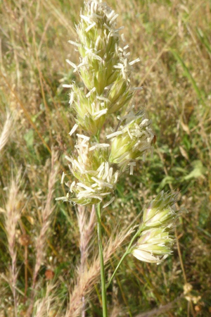 Photo de Dactylis glomerata - (2019-06-07) © ROUX Alain