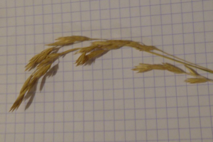 Photo de Bromus arvensis - (2019-06-01) © ROUX Alain