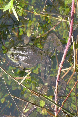 Photo de Pelophylax ridibundus - (2006-04-24) © GRANGIER Christophe